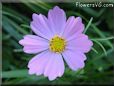 light purple cosmos flower