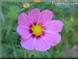 maroon pink cosmos flower