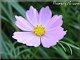 light purple cosmos flower