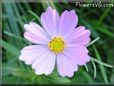 light purple cosmos flower