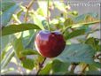 red cherry fruit