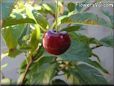 red cherry fruit