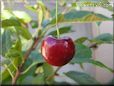 red cherry fruit