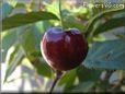 red cherry fruit