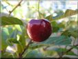 red cherry fruit