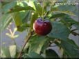 red cherry fruit