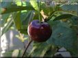 red cherry fruit