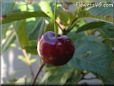red cherry fruit