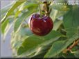 red cherry fruit