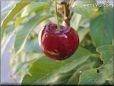 red cherry fruit