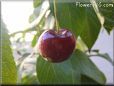 red cherry fruit