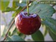 red cherry fruit