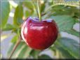 red cherry fruit