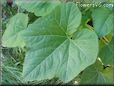 squash leaf