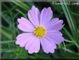 light purple cosmos flower