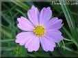 light purple cosmos flower