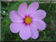 pink cosmos flower