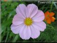 pink cosmos flower