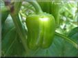 medium green bell pepper pictures