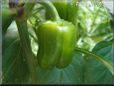 bell pepper