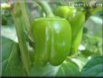 bell pepper