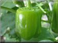 bell pepper