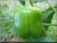 bell pepper