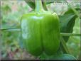 bell pepper