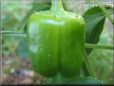 bell pepper