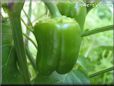 bell pepper