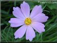 light purple cosmos flower