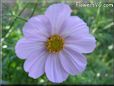 pink cosmos flower