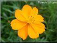 orange cosmos flower