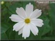 white cosmos flower