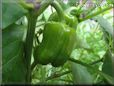 bell pepper