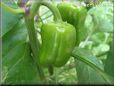 bell pepper