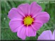 maroon pink cosmos flower