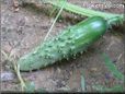 medium cucumber