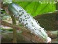 small cucumber