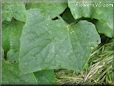 cucumber leaf
