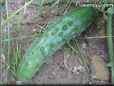 large cucumber