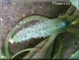 small cucumber