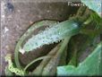 small cucumber