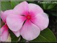 pink maroon vinca flower