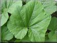 squash leaf