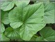 squash leaf