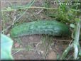 large cucumber