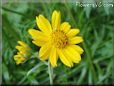 yellow daisy flower