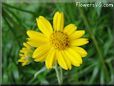 yellow daisy flower