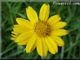 yellow daisy flower